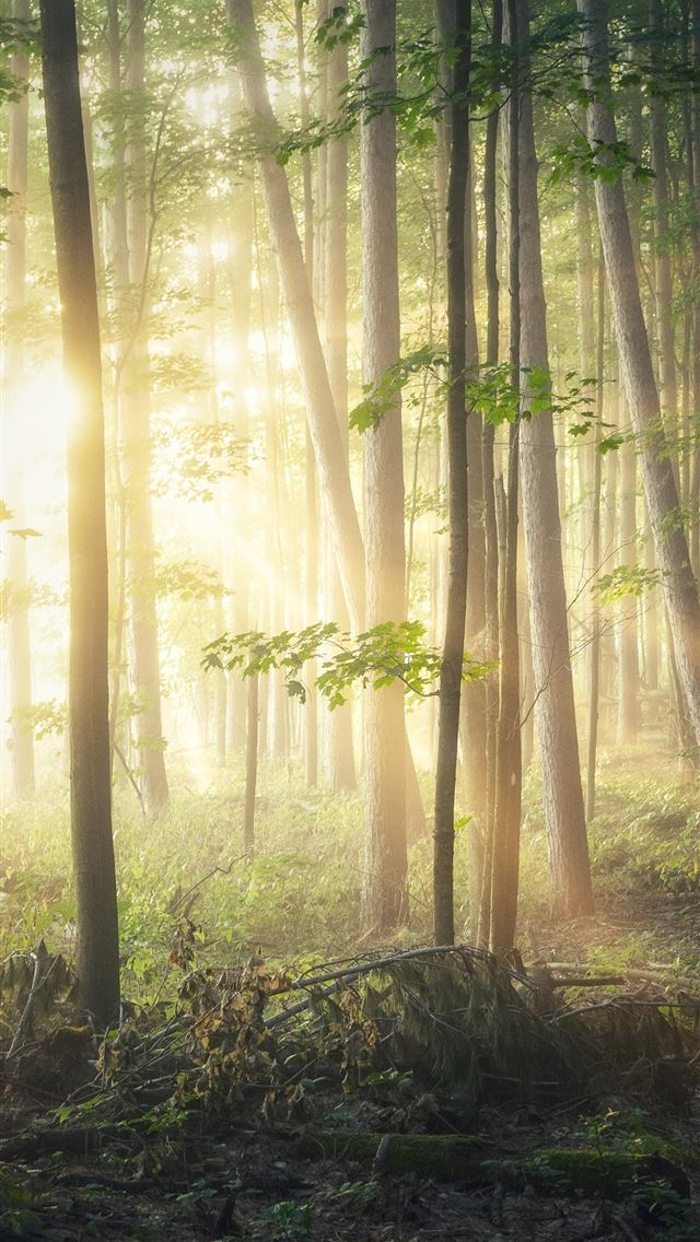 1284x2778 green trees in forest during daytime - canada iPhone Wallpaper
