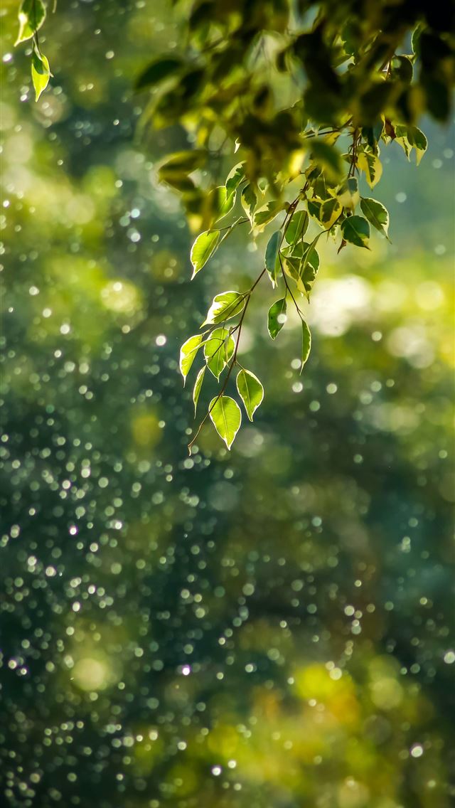 1284x2778 selective focus photo of green vine - tree iPhone Wallpaper