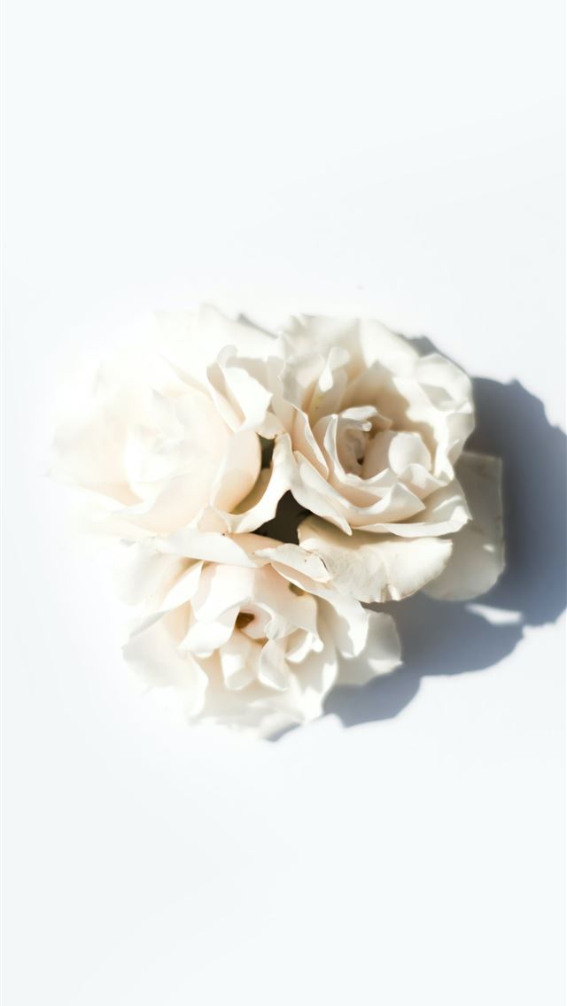 1284x2778 white petaled flower - roses iPhone Wallpaper
