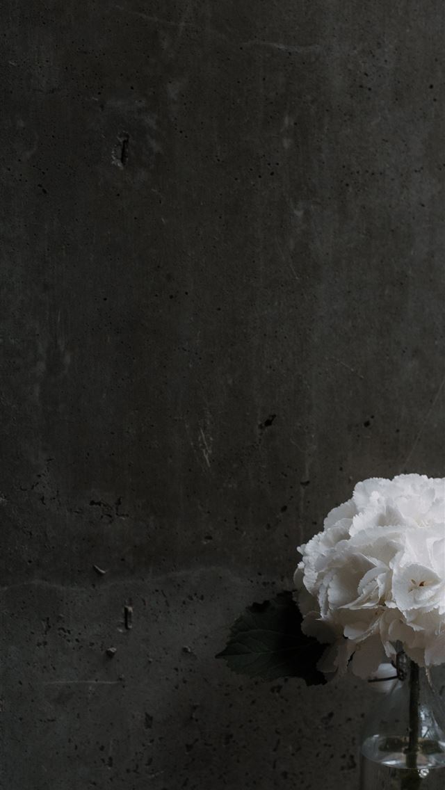 1284x2778 white petaled flowers beside gray wall - modern iPhone Wallpaper