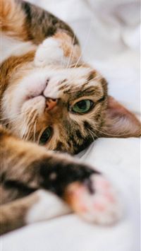 brown tabby cat on white textile wallpaper