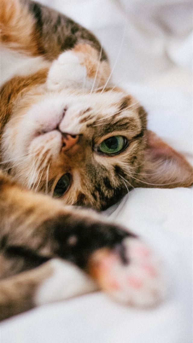 1284x2778 brown tabby cat on white textile - bulgaria iPhone Wallpaper