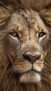 lion in close up shot wallpaper