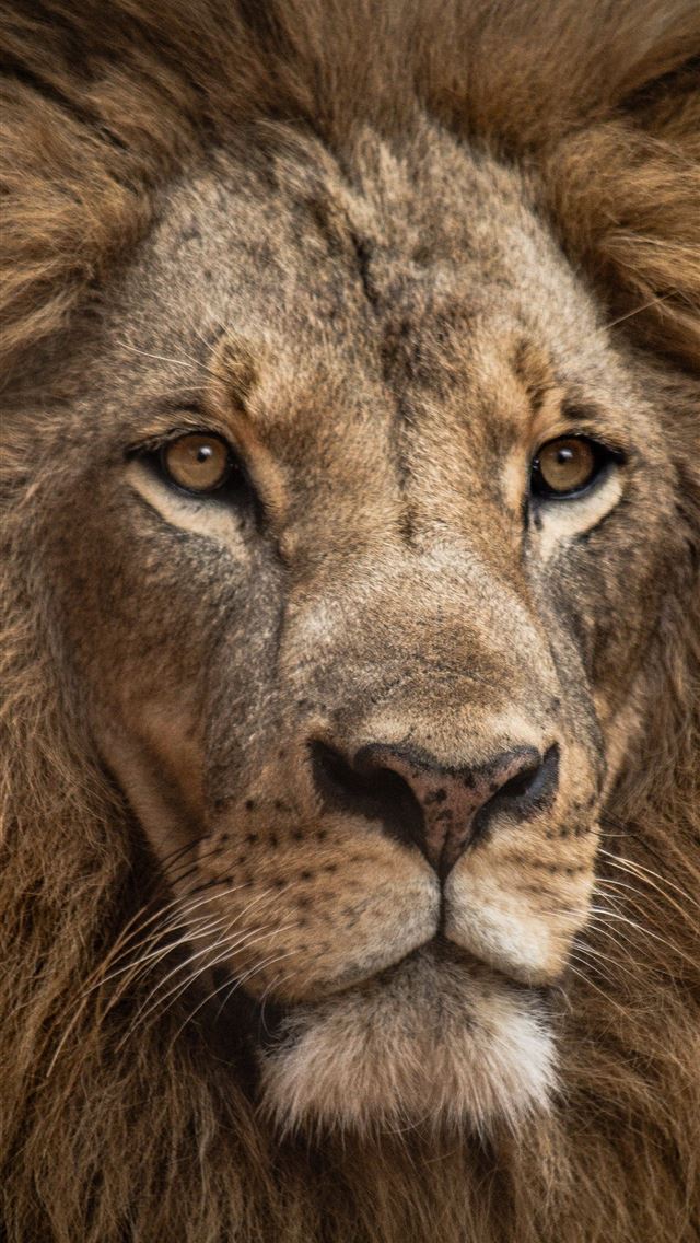 1284x2778 lion in close up shot - zoom iPhone Wallpaper