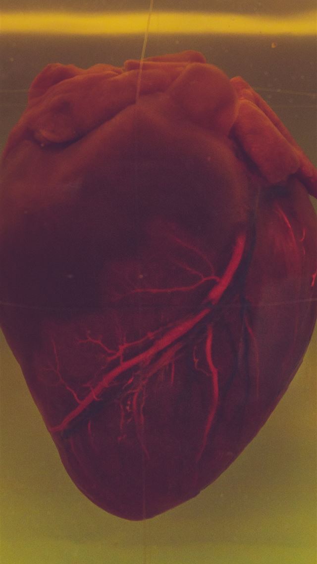 1284x2778 human heart - heart iPhone Wallpaper
