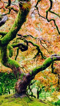 moss covered tree with pink leaves photo wallpaper
