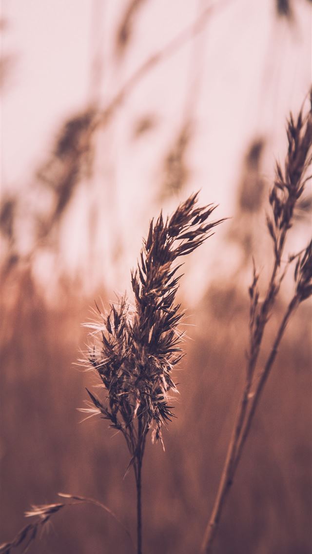 1284x2778 selective focus of plants - pure iPhone Wallpaper