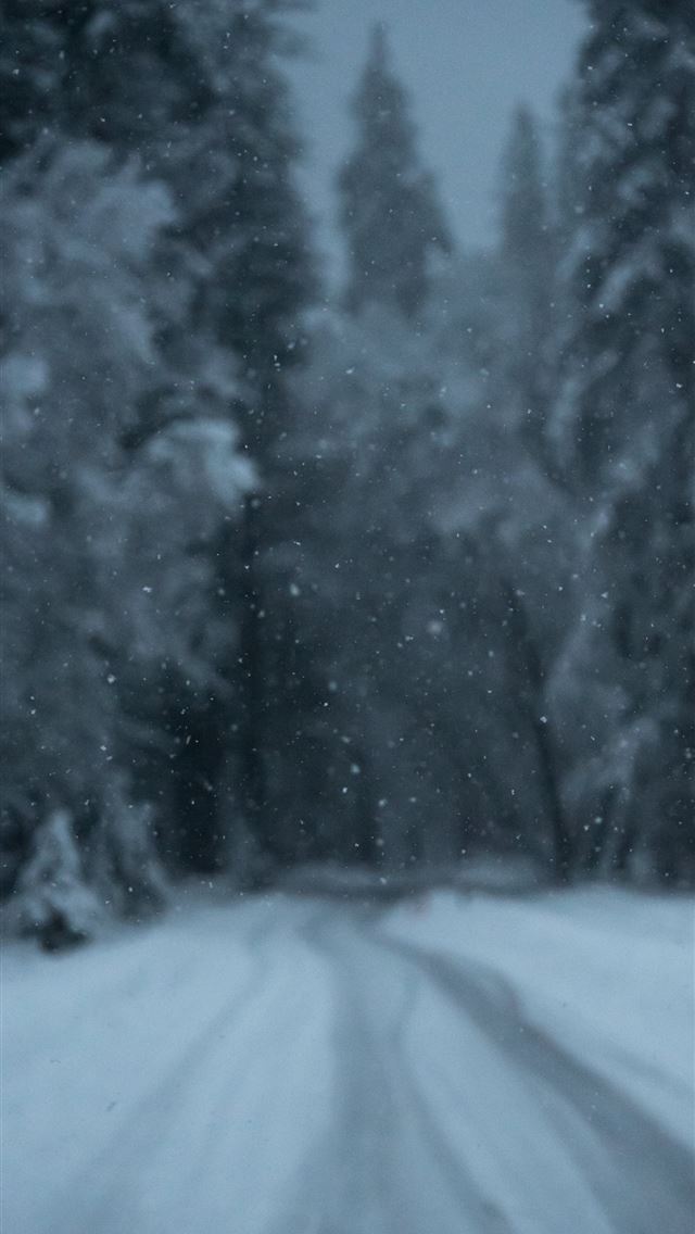 1284x2778 trees covered in snow during snow season -  iPhone Wallpaper