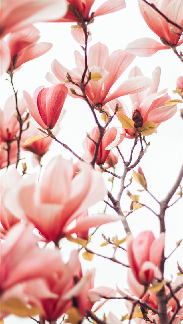 1284x2778 pink and white flowers during daytime - pink iPhone Wallpaper