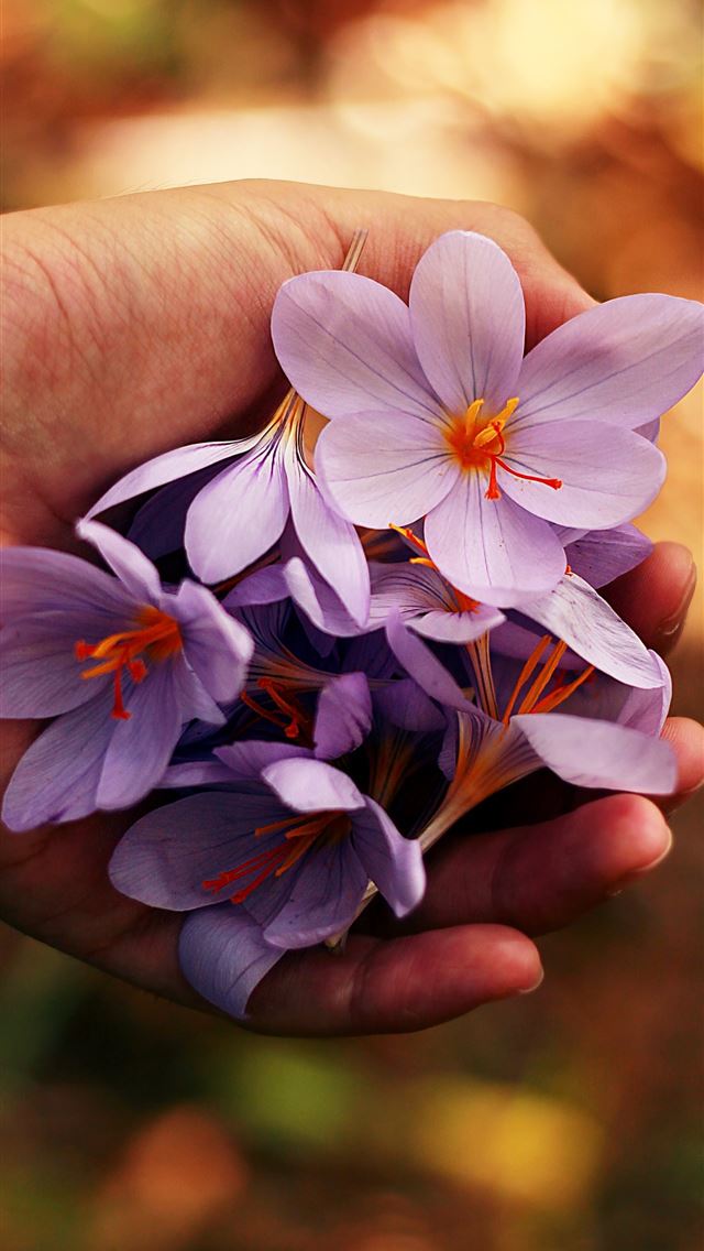 1284x2778 purple petaled flowers on person's hand - floral iPhone Wallpaper