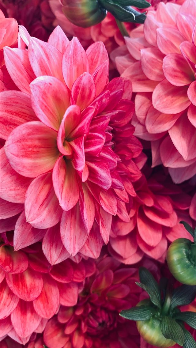 1284x2778 pink petaled flowers - washington iPhone Wallpaper
