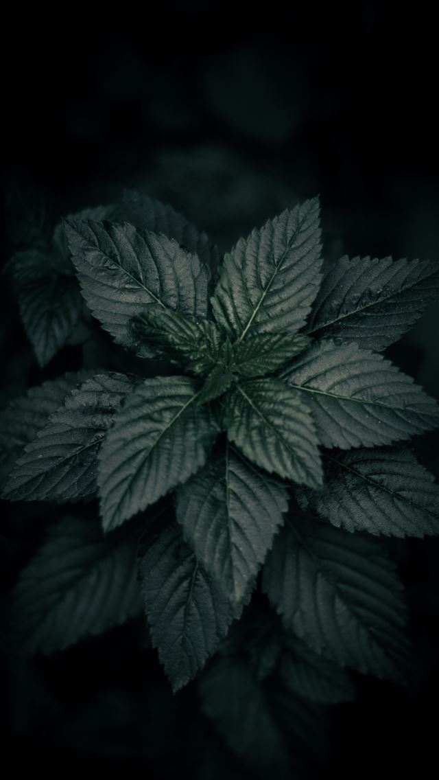 1284x2778 green plant -  iPhone Wallpaper