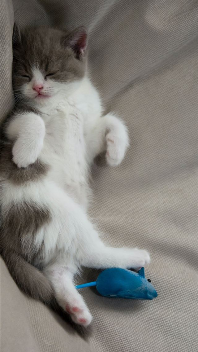 1284x2778 white and gray kitten lying on gray textile -  iPhone Wallpaper