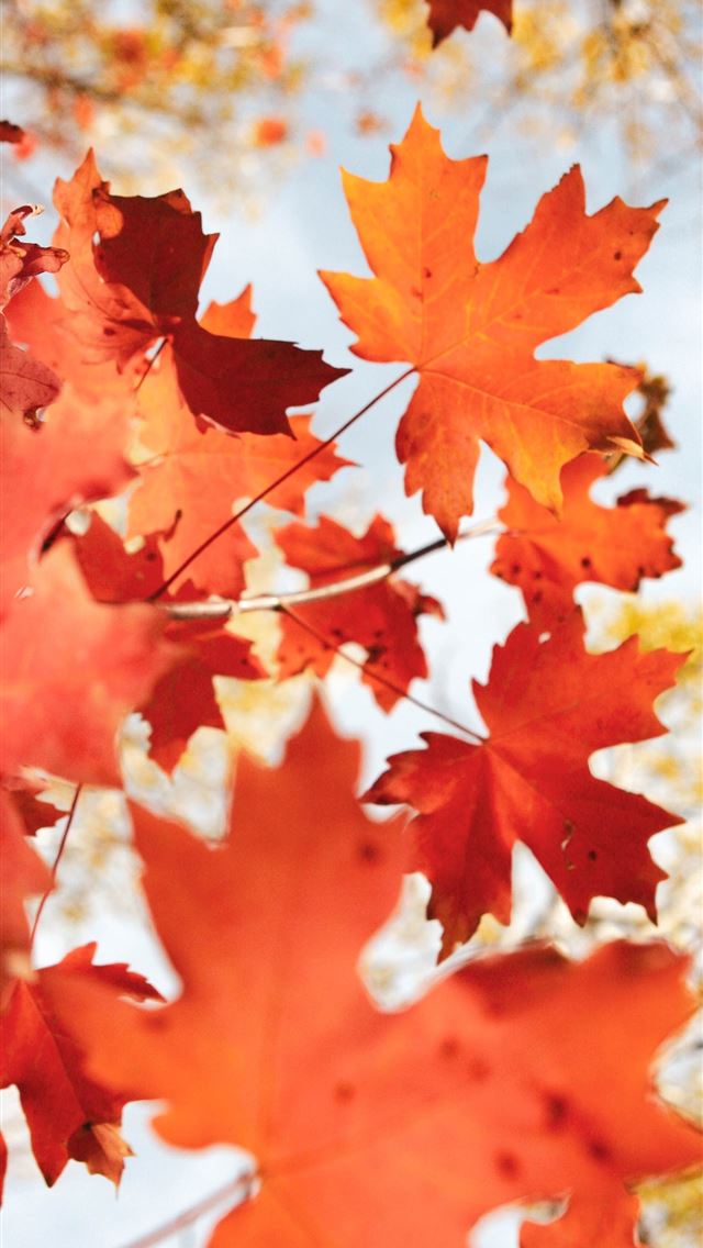 1284x2778 brown maple leaf - leaf iPhone Wallpaper