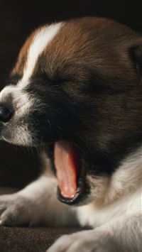 yawning white and brown short coated puppy wallpaper