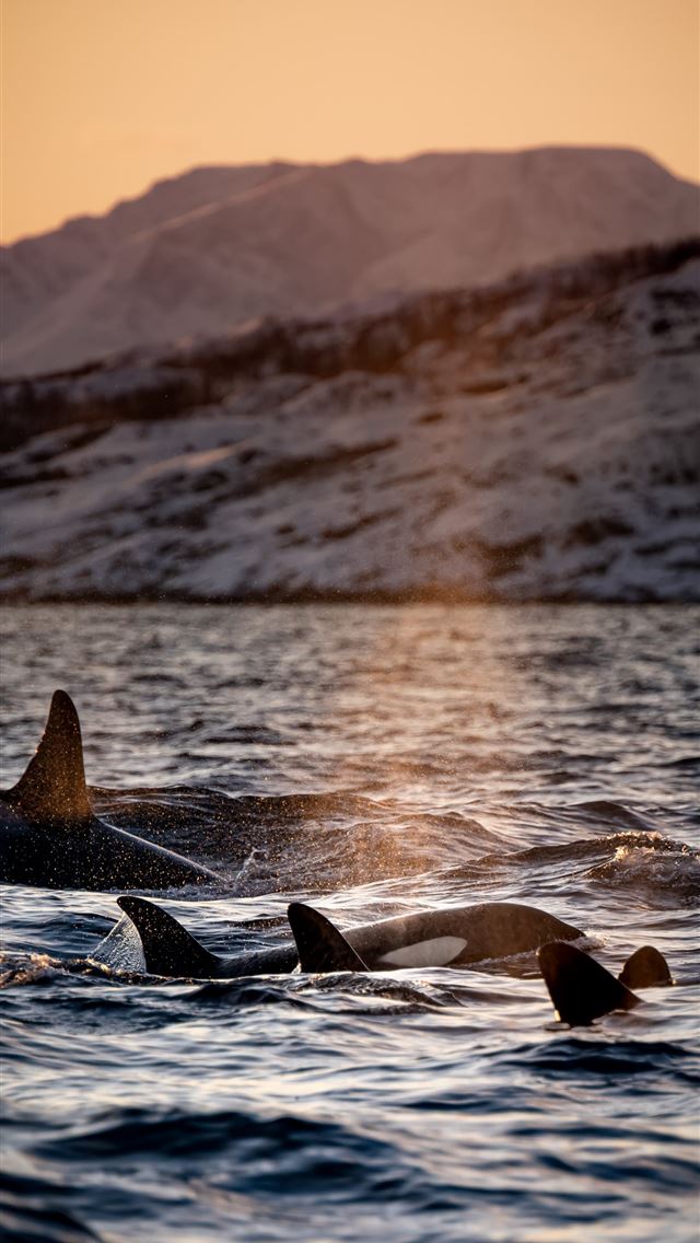 1284x2778 three killer whales floating on water - bird iPhone Wallpaper