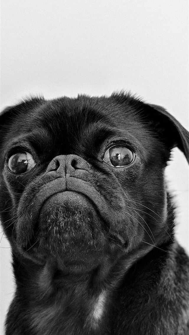 1284x2778 black pug -  iPhone Wallpaper