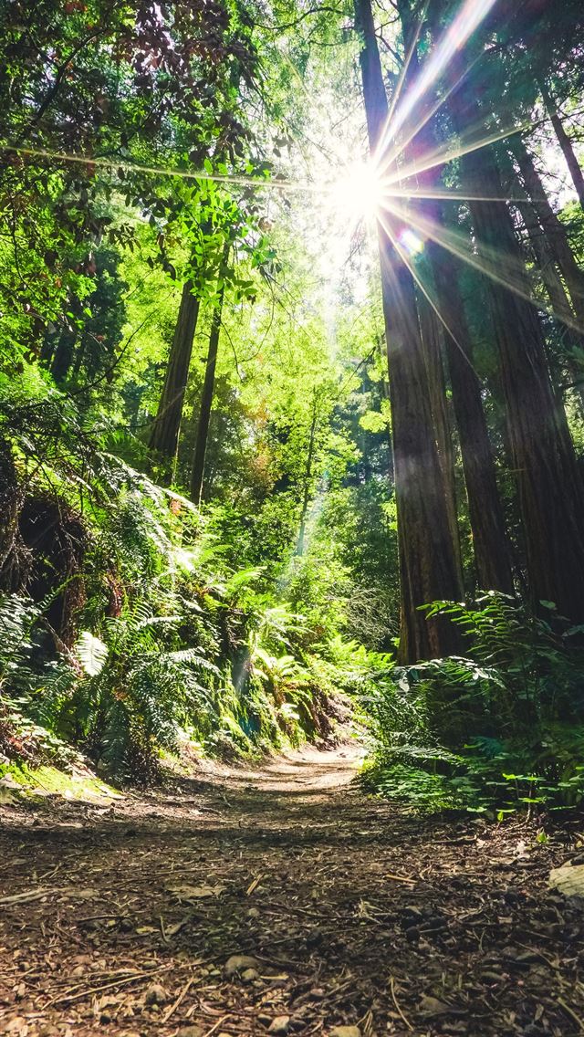 1284x2778 trees and sunlight - muir woods national monument iPhone Wallpaper