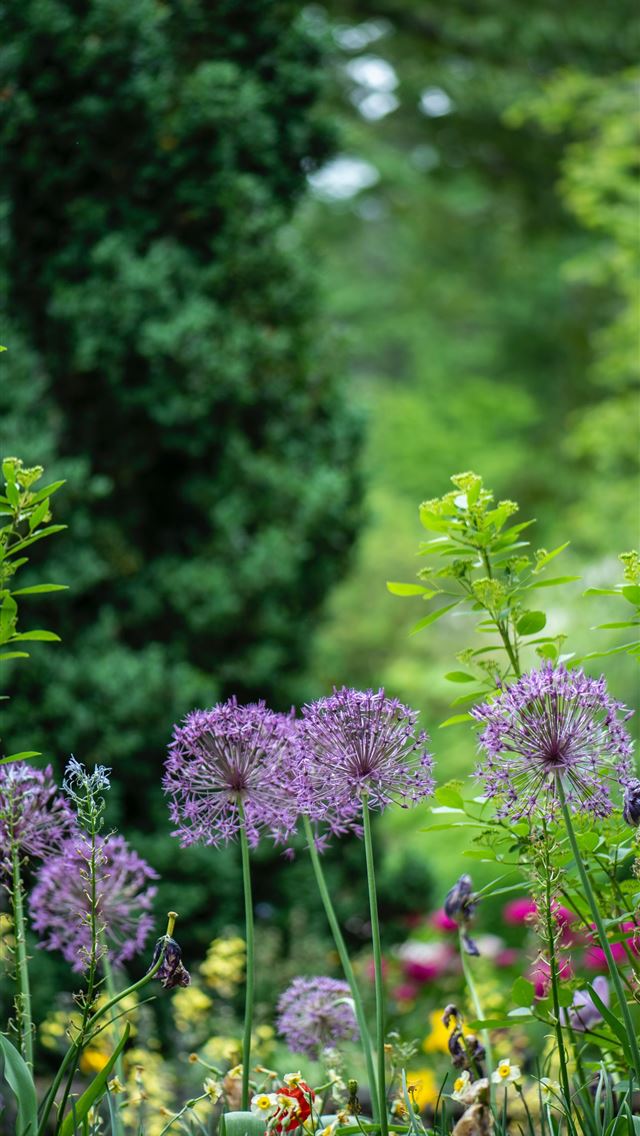 1284x2778 purple petaled flowers -  iphone 13 Wallpaper