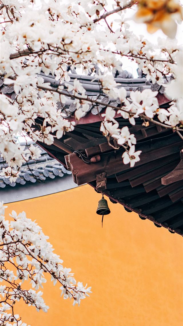 1284x2778 white cherry blossom tree during daytime - yellow iPhone Wallpaper
