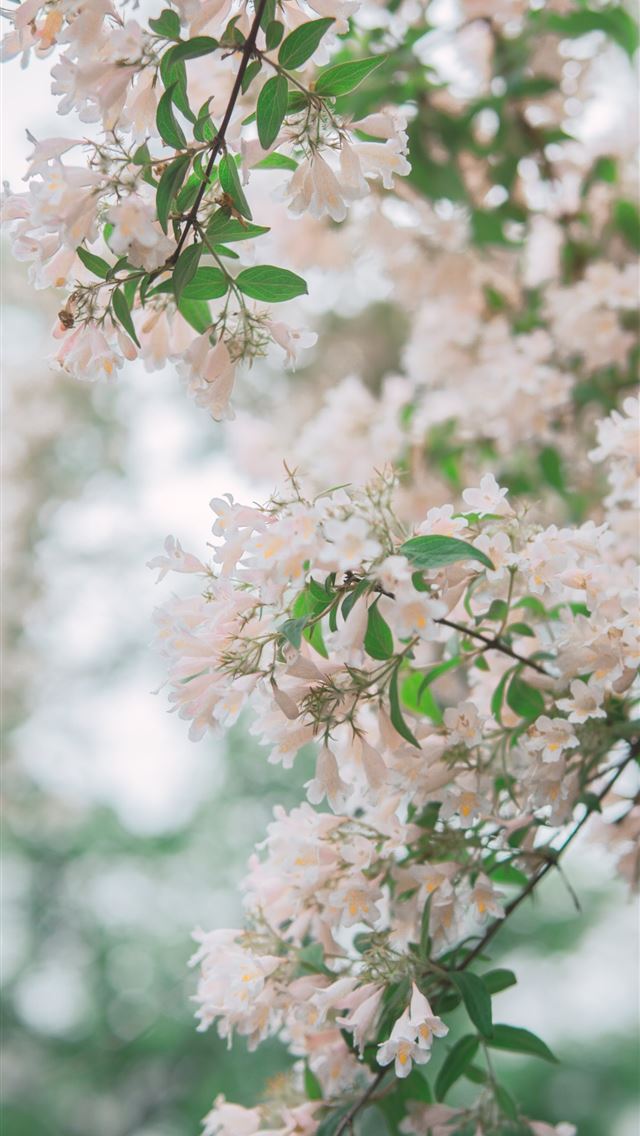 1284x2778 focus photography of pink flowers -  iPhone Wallpaper