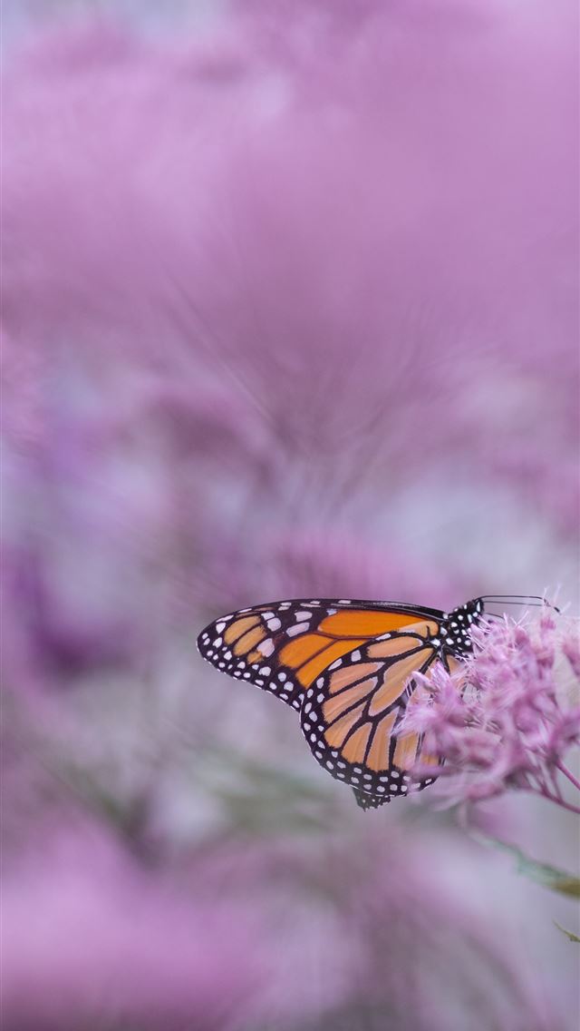 1284x2778 brown and white butterfly on purple petaled flower - pink iPhone Wallpaper