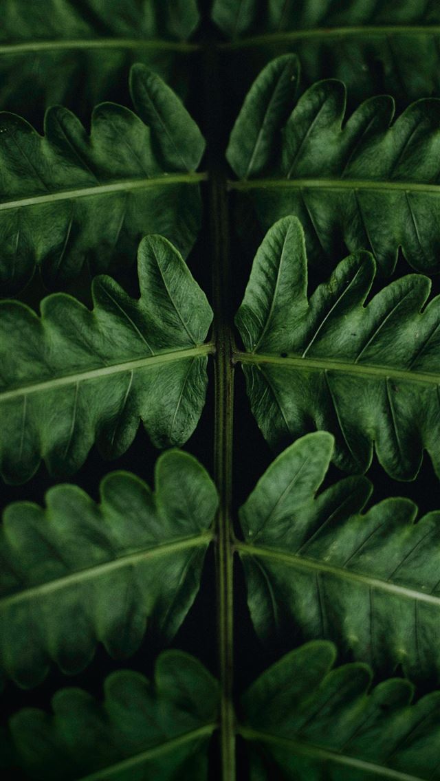 1284x2778 green leafed plant - indonesia iPhone Wallpaper