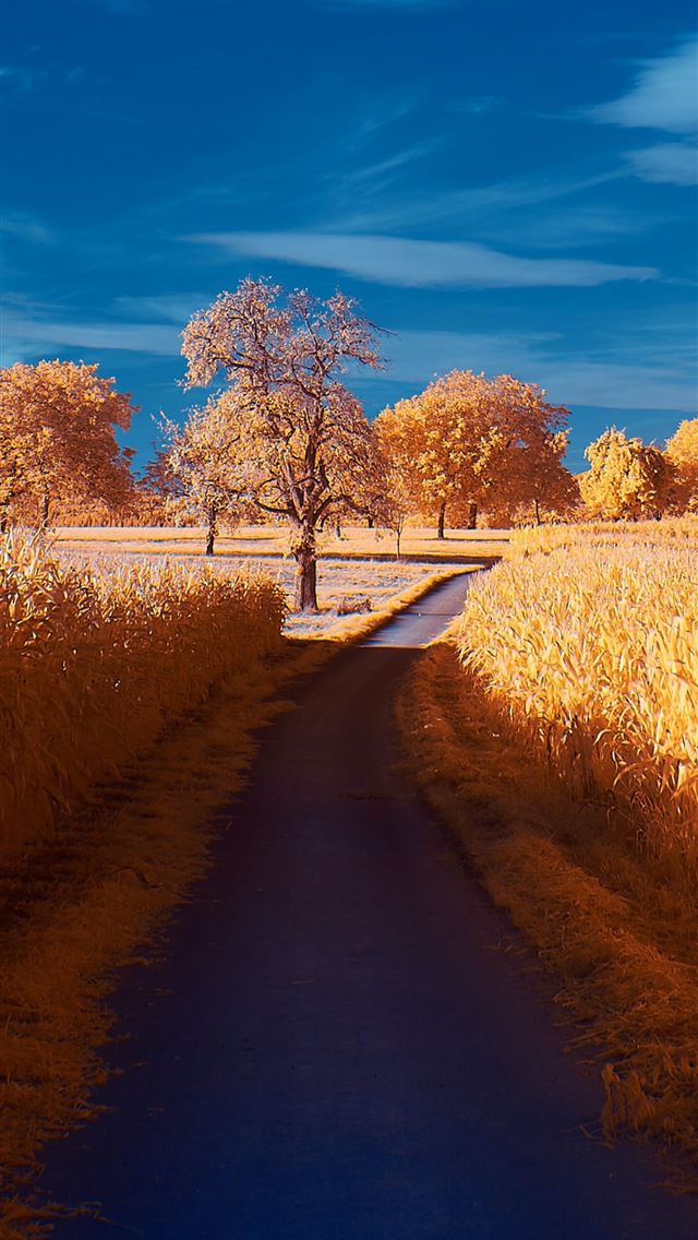 1284x2778 road autumn 4k -  iPhone Wallpaper