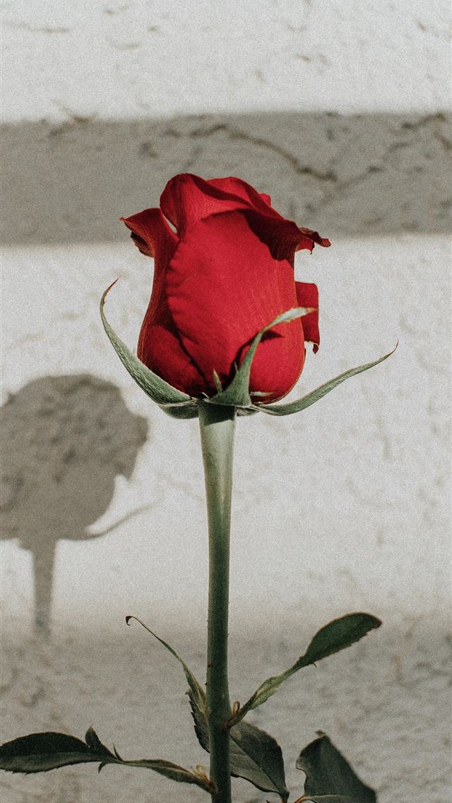 1284x2778 shallow focus photography of red rose -  iPhone Wallpaper
