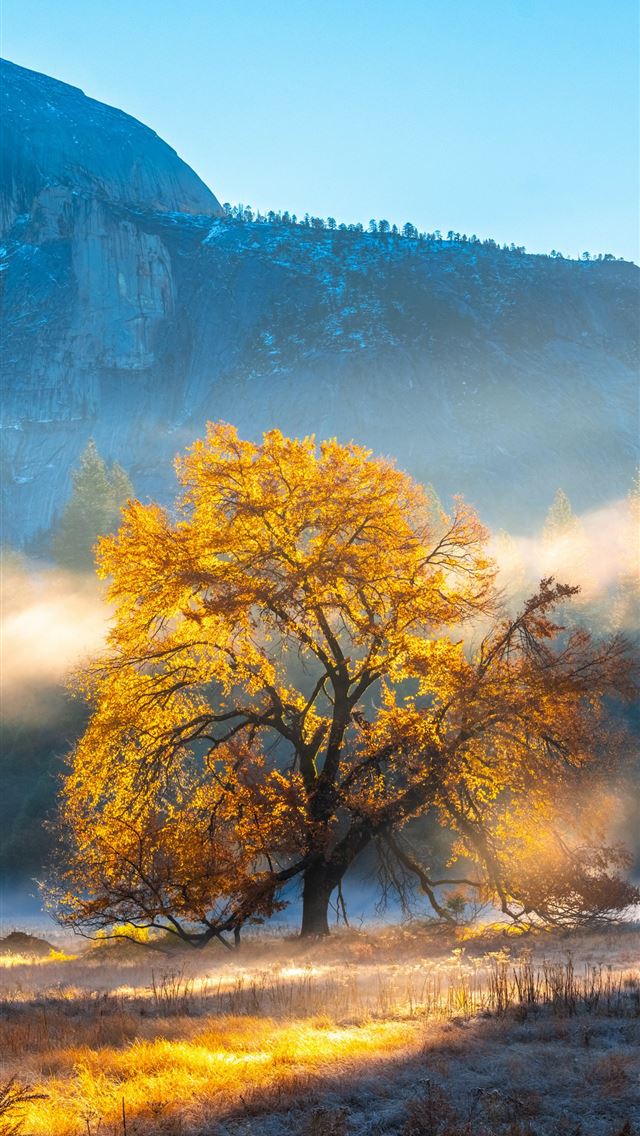1284x2778 autumn morning fog yosemite -  iPhone Wallpaper
