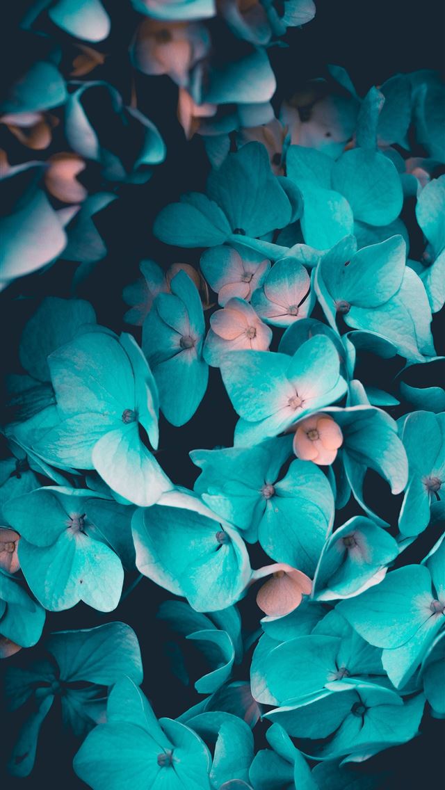 1284x2778 blue petaled flowers against black background -  iPhone Wallpaper