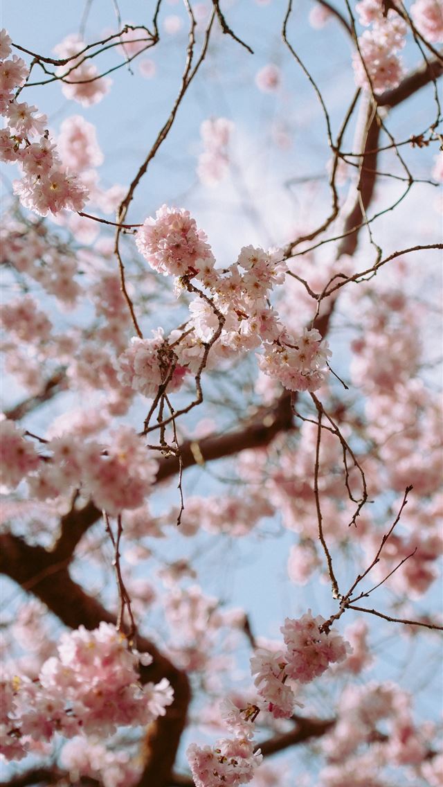 1284x2778 macrophotography of pink petaled flower -  iPhone Wallpaper