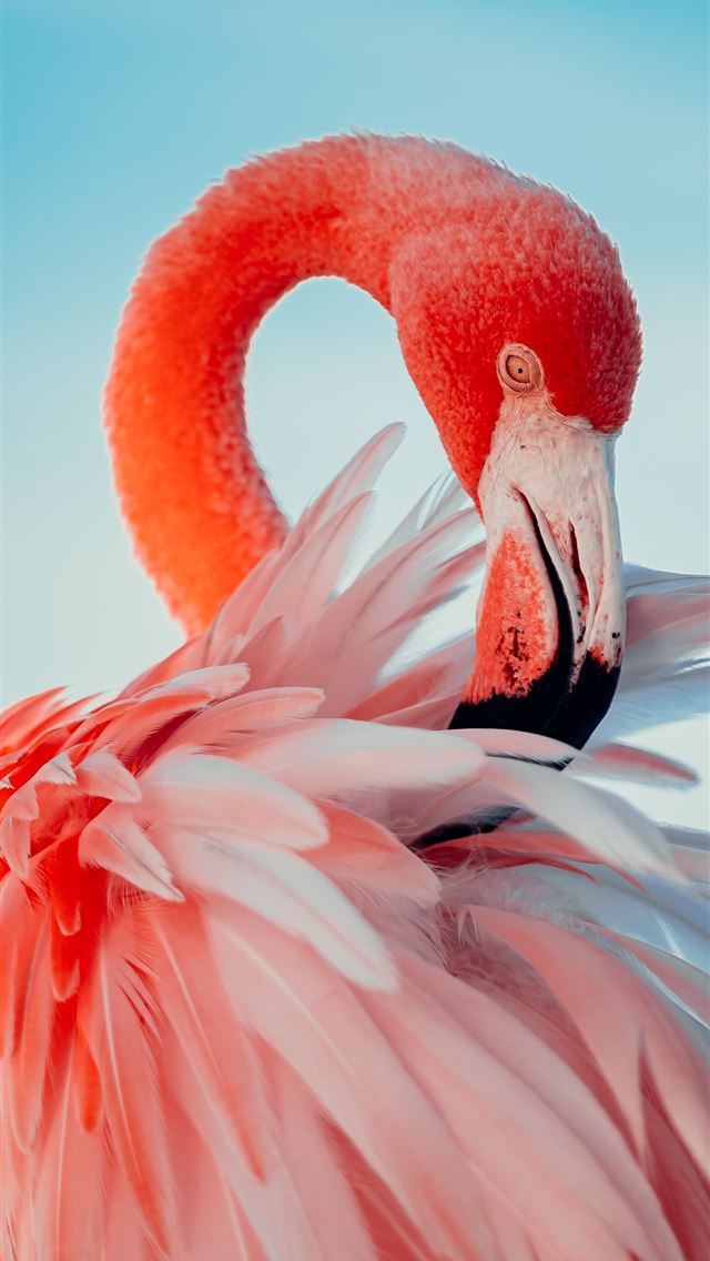 1284x2778 pink flamingo in close up photography - bird iPhone Wallpaper