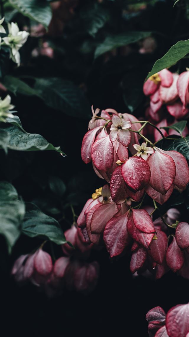 1284x2778 pink leaves -  iPhone Wallpaper