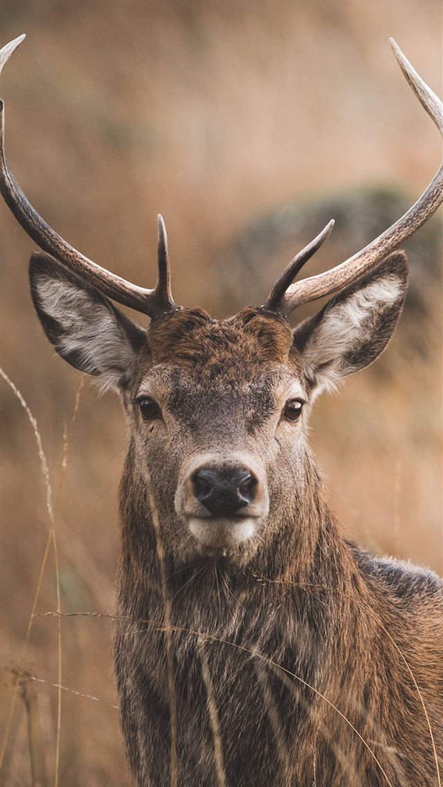 1284x2778 brown deer on brown grass field during daytime - deer iPhone Wallpaper