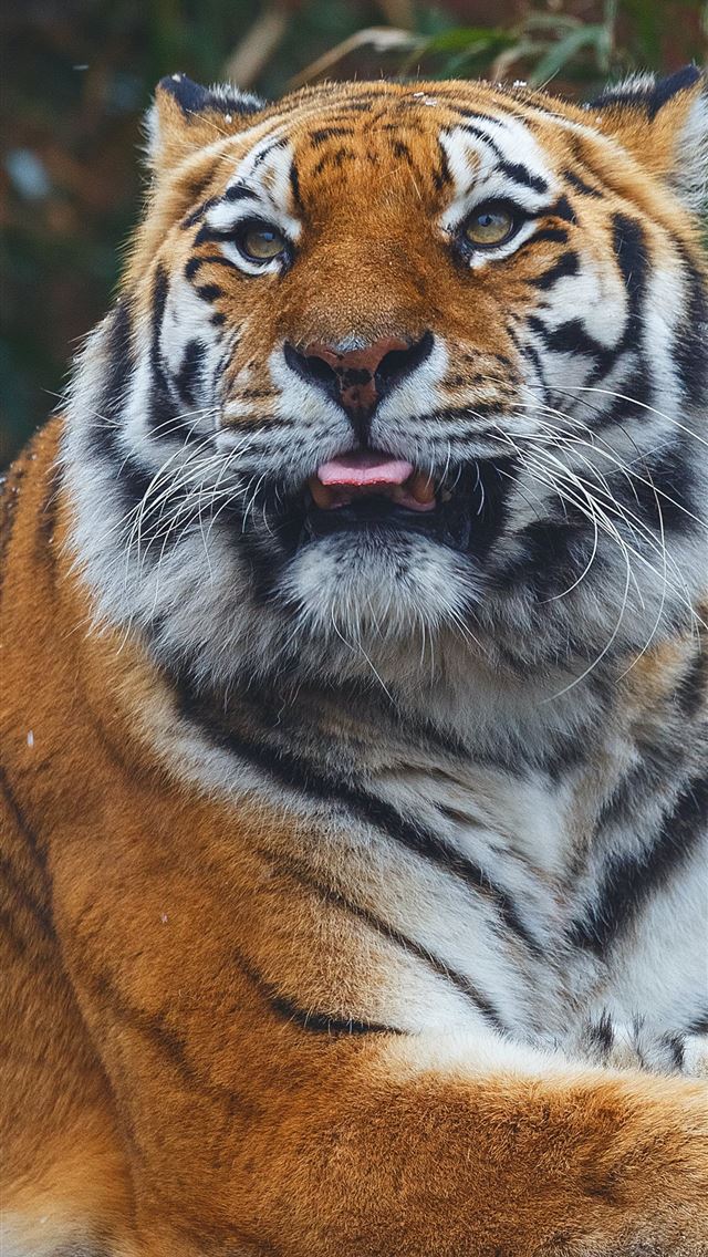 1284x2778 bengal tiger - united kingdom iPhone Wallpaper