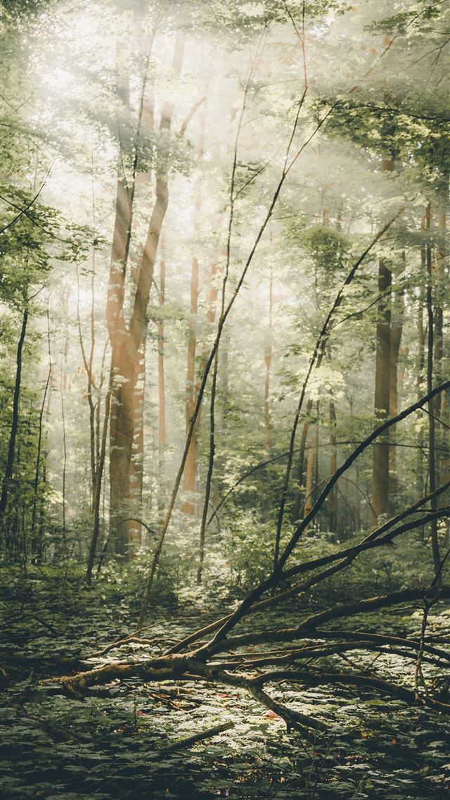 1284x2778 forest scenery - woods iPhone Wallpaper