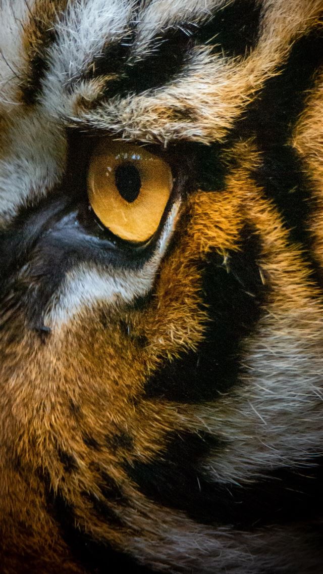 1284x2778 brown tiger - australia iPhone Wallpaper