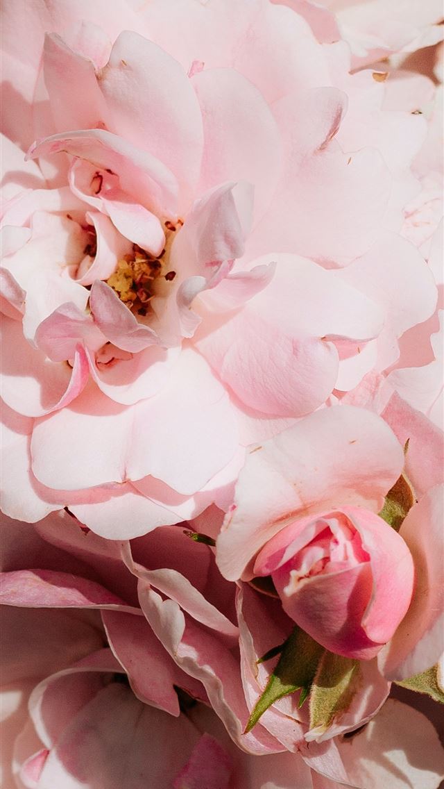 1284x2778 pink roses in bloom close up photo - roses iPhone Wallpaper