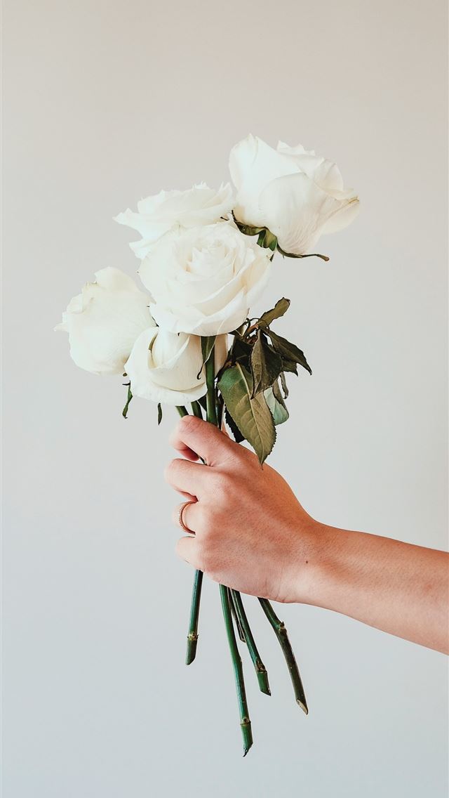 1284x2778 white roses -  iPhone Wallpaper