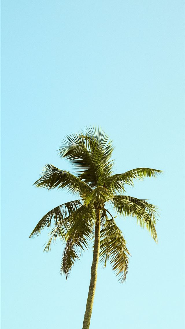 1284x2778 green palm tree under blue sky during daytime -  iPhone Wallpaper