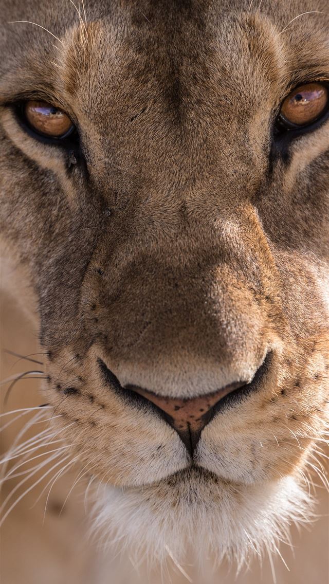 1284x2778 close up photography of lioness head - animals iPhone Wallpaper