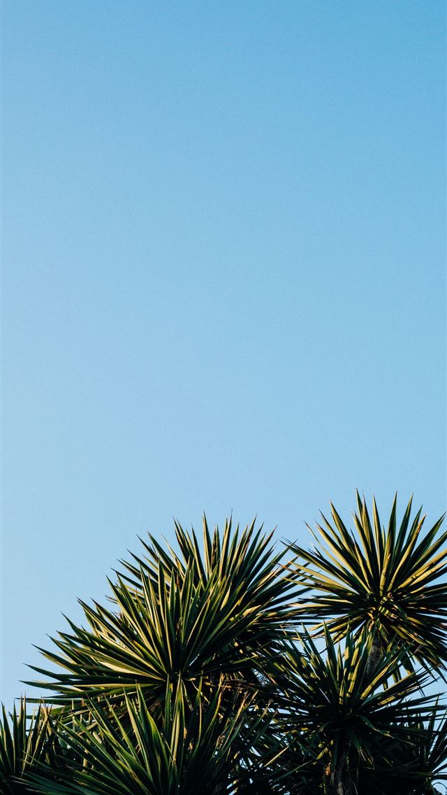 1284x2778 green leaf tree - summer iPhone Wallpaper