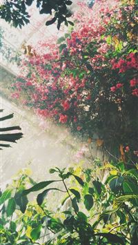 pink petaled flowers inside building wallpaper