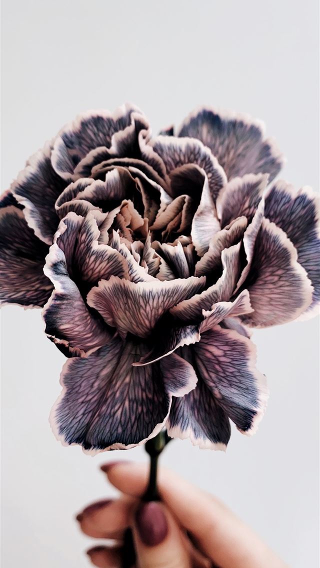1284x2778 person holding gray and white petaled flower -  iPhone Wallpaper