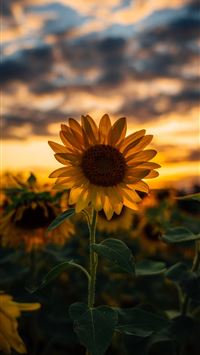 Best Sunflower iPhone HD Wallpapers - iLikeWallpaper