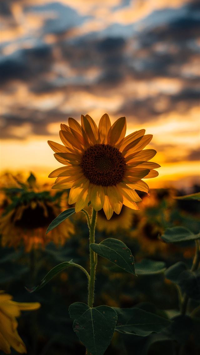 1284x2778 selective focus photography of yellow sunflower fi... -  iphone 13 Wallpaper