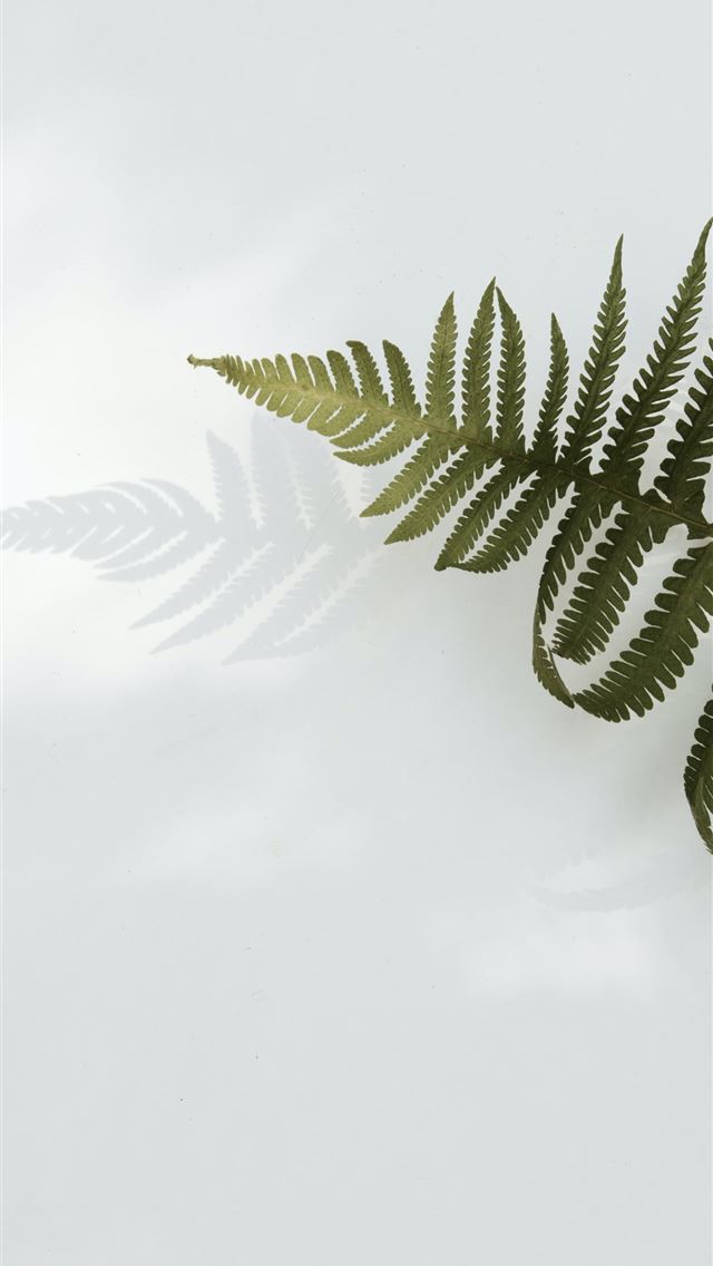 1284x2778 low angle photo of fern plant -  iPhone Wallpaper