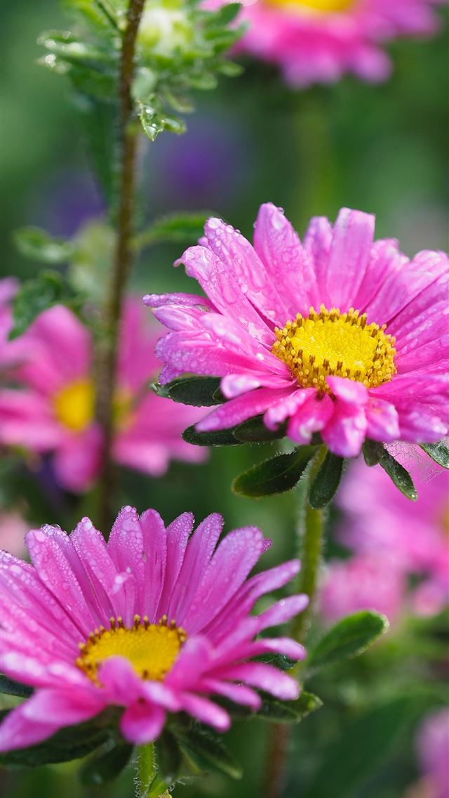 1284x2778 bokeh photography of two purple daisies - pink iPhone Wallpaper