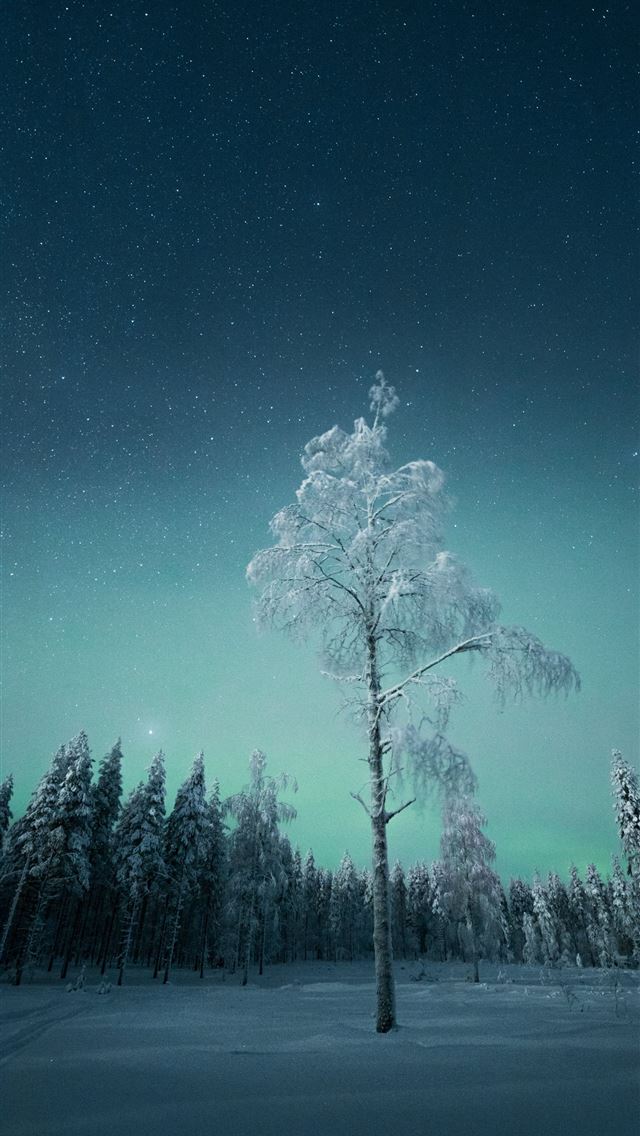 1284x2778 green trees under blue sky during night time - tree iPhone Wallpaper